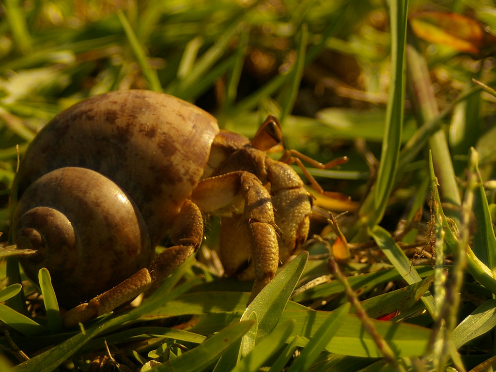 Australian land hermit crab goes for a walk in the grass Flickr