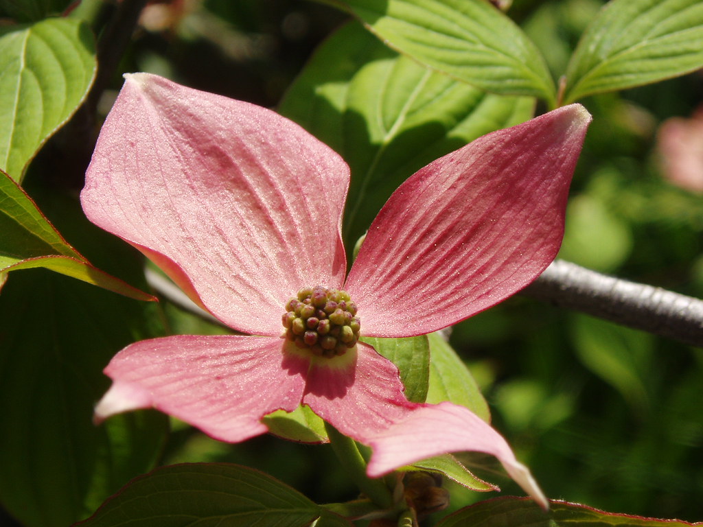 Pink Four Petal Flower Glenn Peters Flickr
