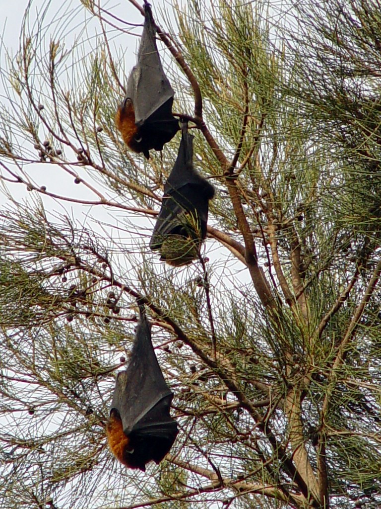 fruit bats fruit bats napping in royal botanical garden, s… Flickr