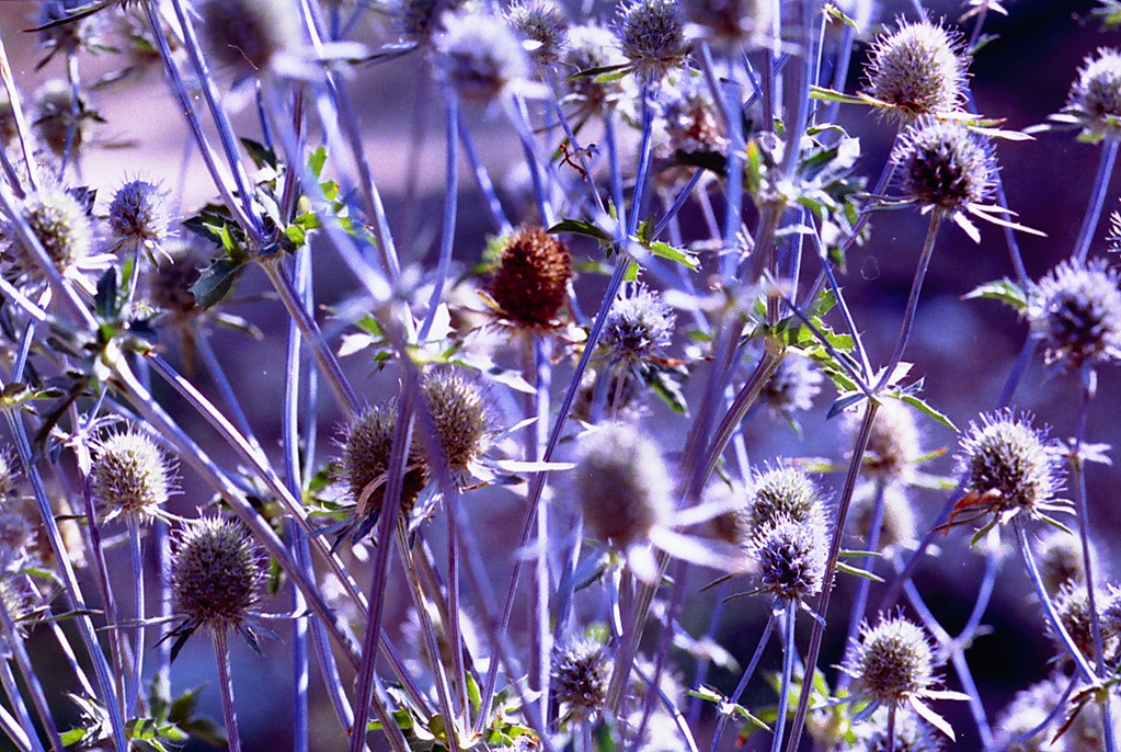 Thistles Blue thistles in garden at Hastings, UK Bronwen Griffiths