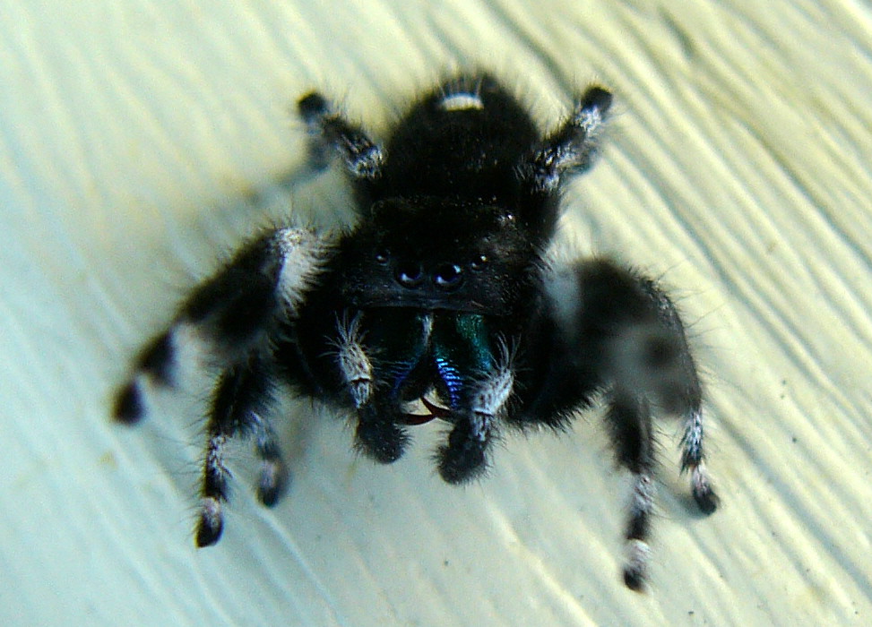 jumping spideraggressive A Jumping Spider(Salticidae) pro… Flickr