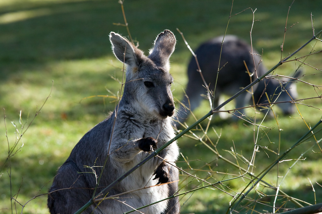 Wallaroos at Woodland Park Zoo, Seattle. The one is the f… Flickr