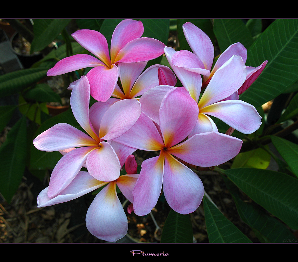 Florida Flowers The Plumeria That Smells Like Grapes a photo on Flickriver