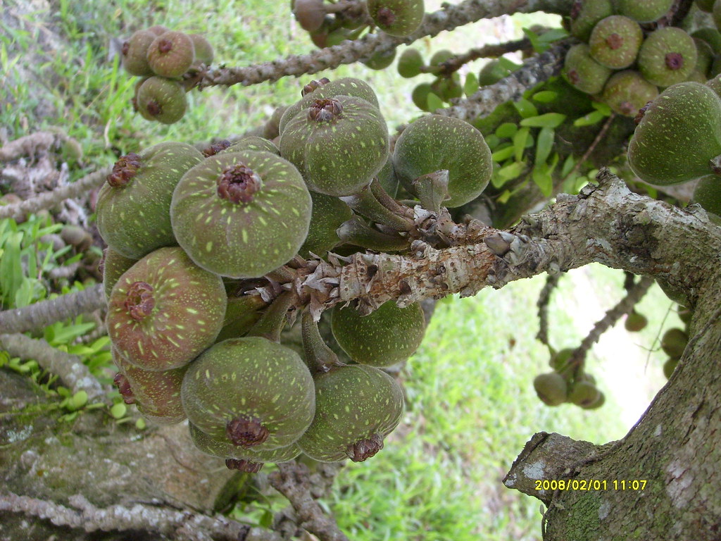 Buah Ara Scientific name Ficus auriculata Family