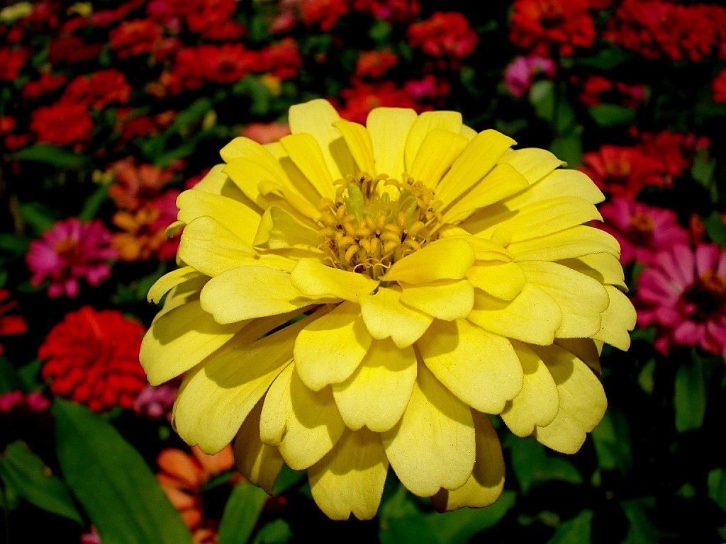An outstanding yellow... Zinnia is a genus of 20 species o… Flickr