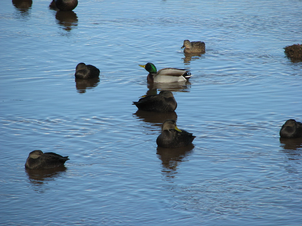 IMG_0271 Ducks in Ellen's Creek. Charlottetown PEI Canada.… Flickr