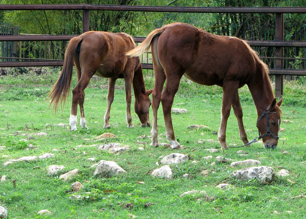 Caballos bayos Bayos pastando en el Rodeo Nacional del Par… Flickr
