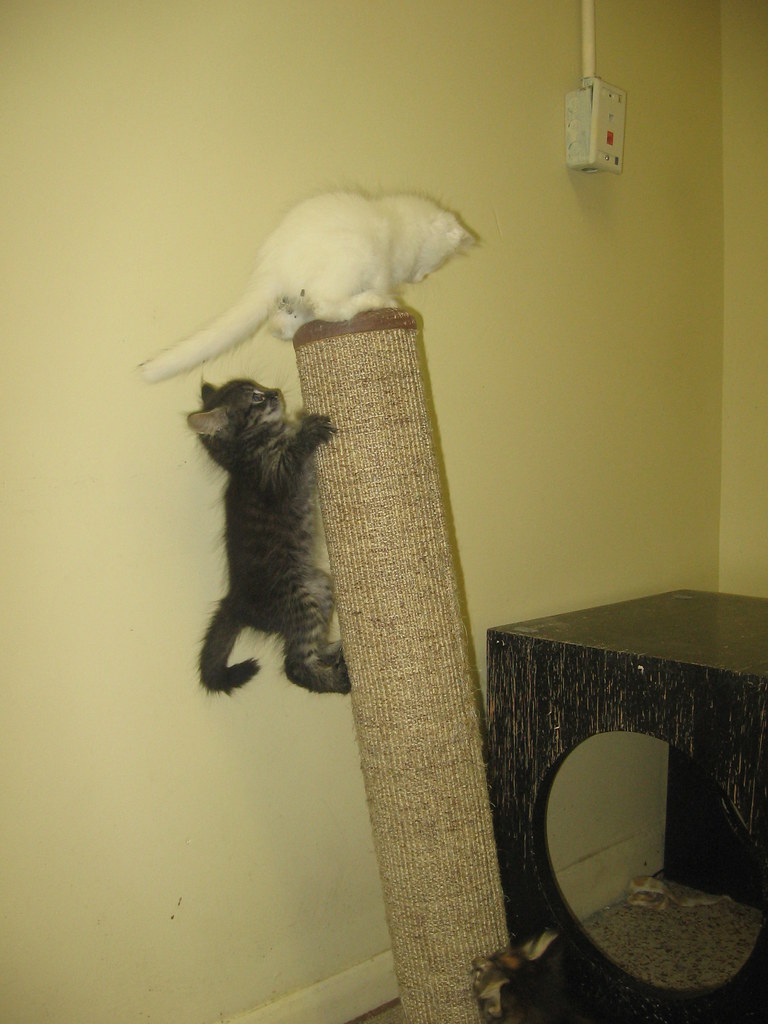 Savannah Humane Society Flickr