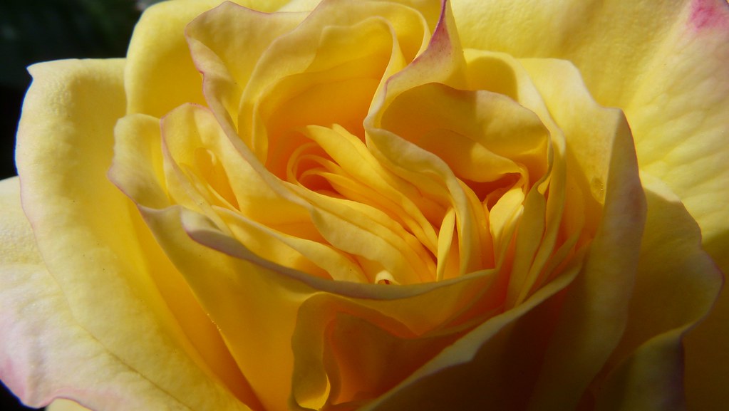 Roses Mignonne, allons voir si la rose, qui, ce matin étai… Flickr