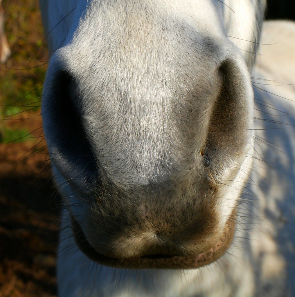 Horse nose a photo on Flickriver