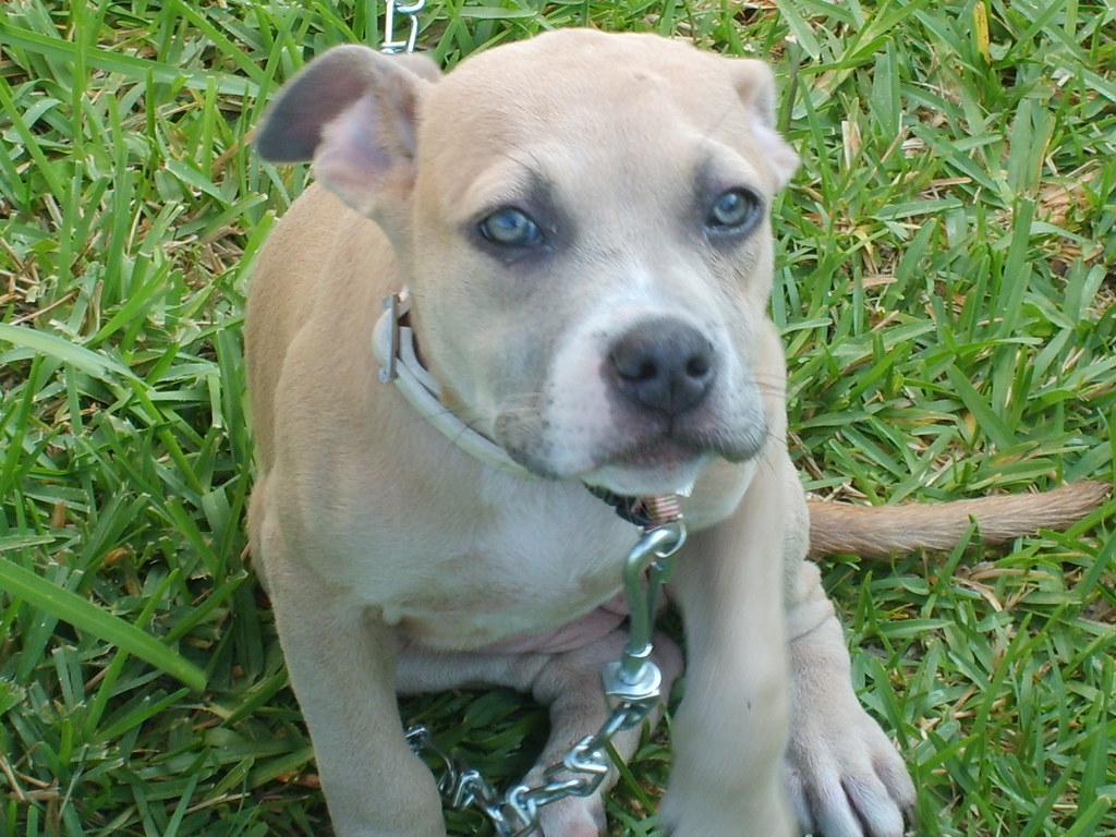 Blue Fawn Blue Nose Pitbull