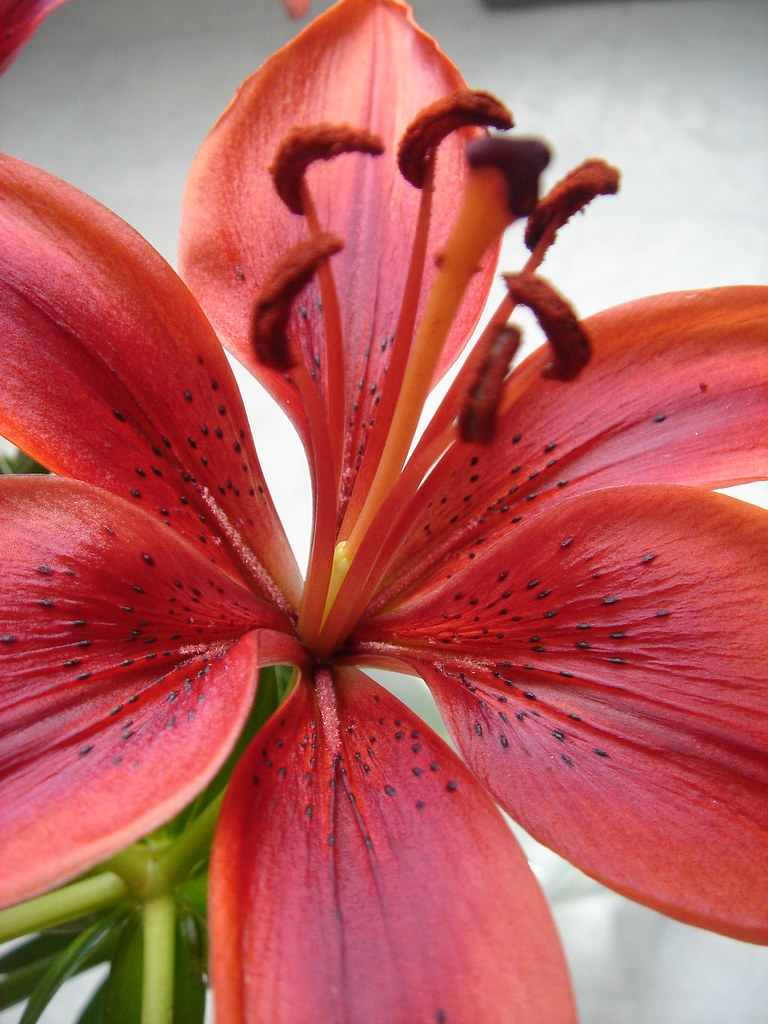 Fresh and Green Stuff Flickr