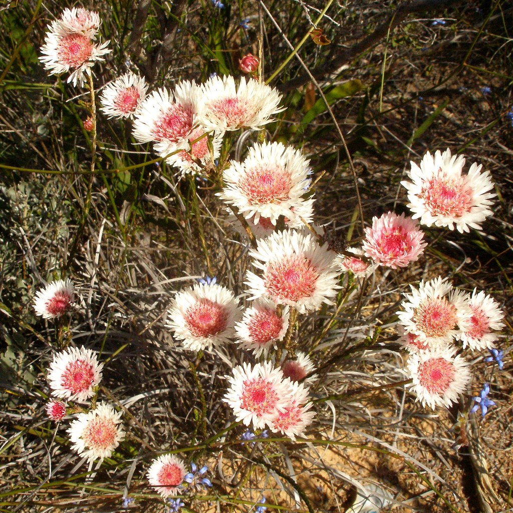 Albany Daisy Wild flower, Western Australia Vesuvianite Flickr
