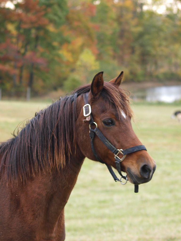 Elk Run Road 010 Anacharsis Clootz Flickr