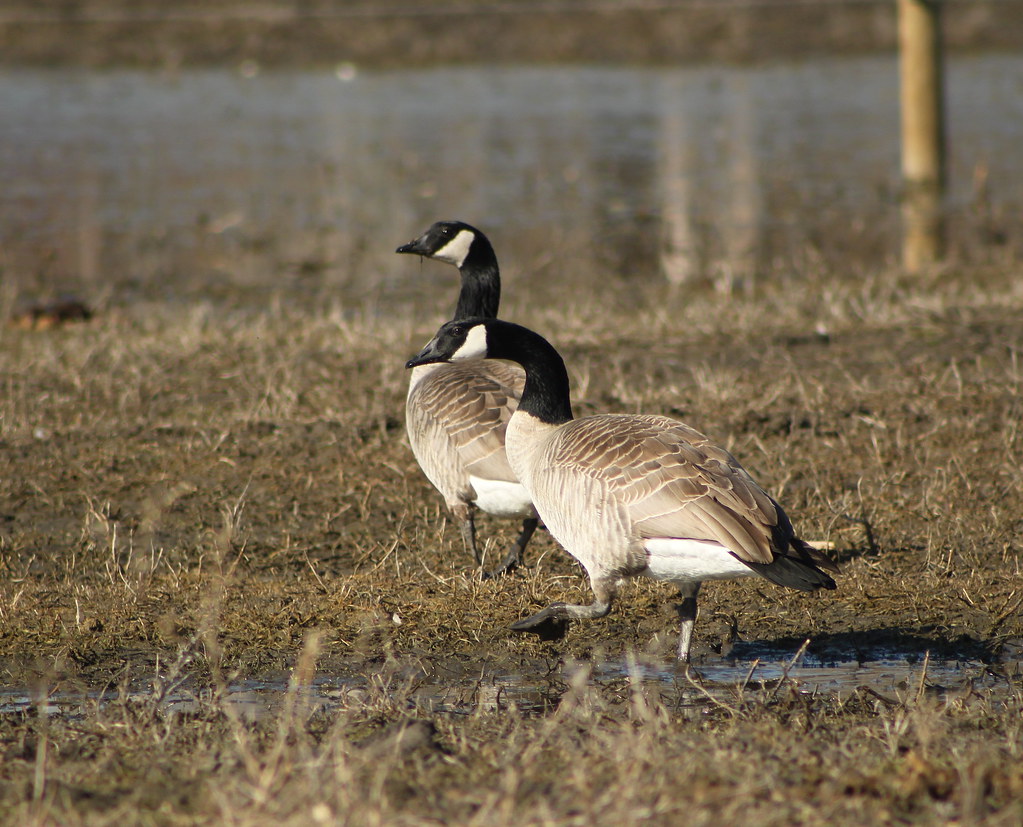 Canada Geese I normaly don't shoot geese ( not the gun way… Flickr