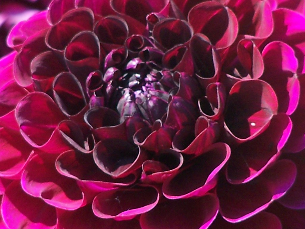 Flower Vashon Island Frank and Sarah Flickr