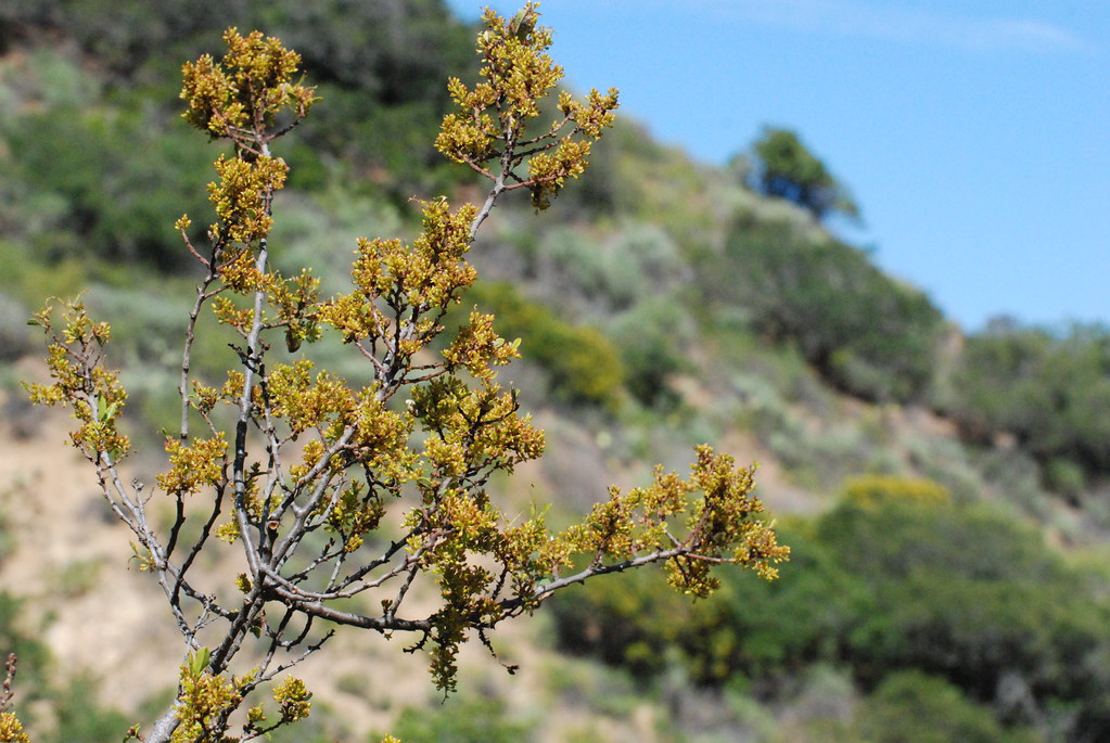 Flowering shrub oak_0219 Raphael Mazor Flickr
