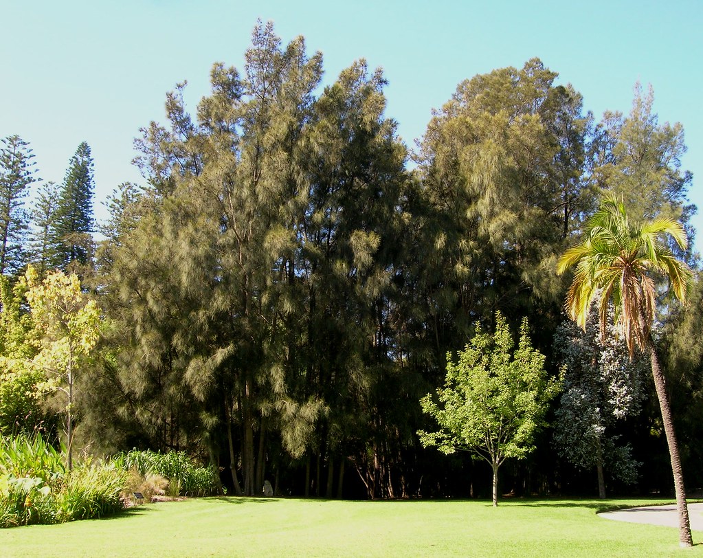 Casurina and other trees Adelaide Botanic Garden Flickr