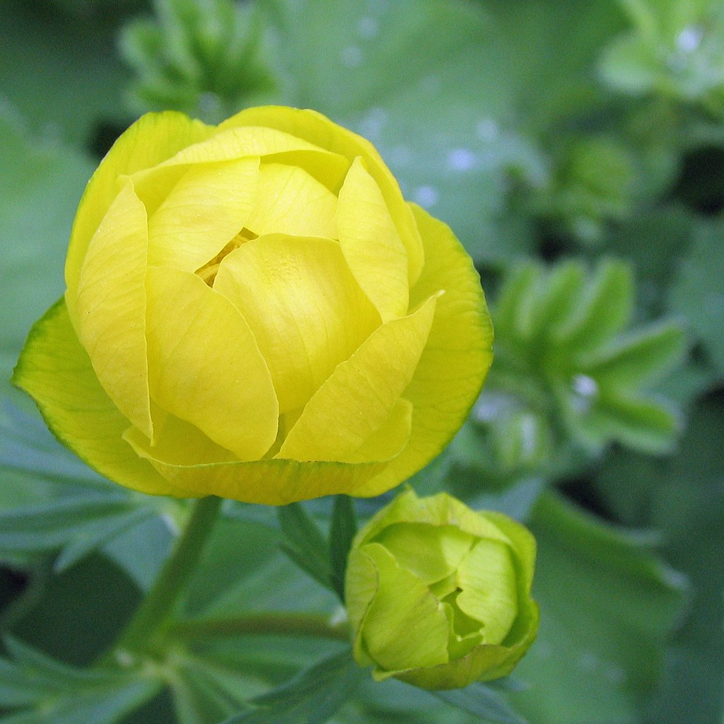 Globe Flowers These bright yellow flowers are also known a… Flickr