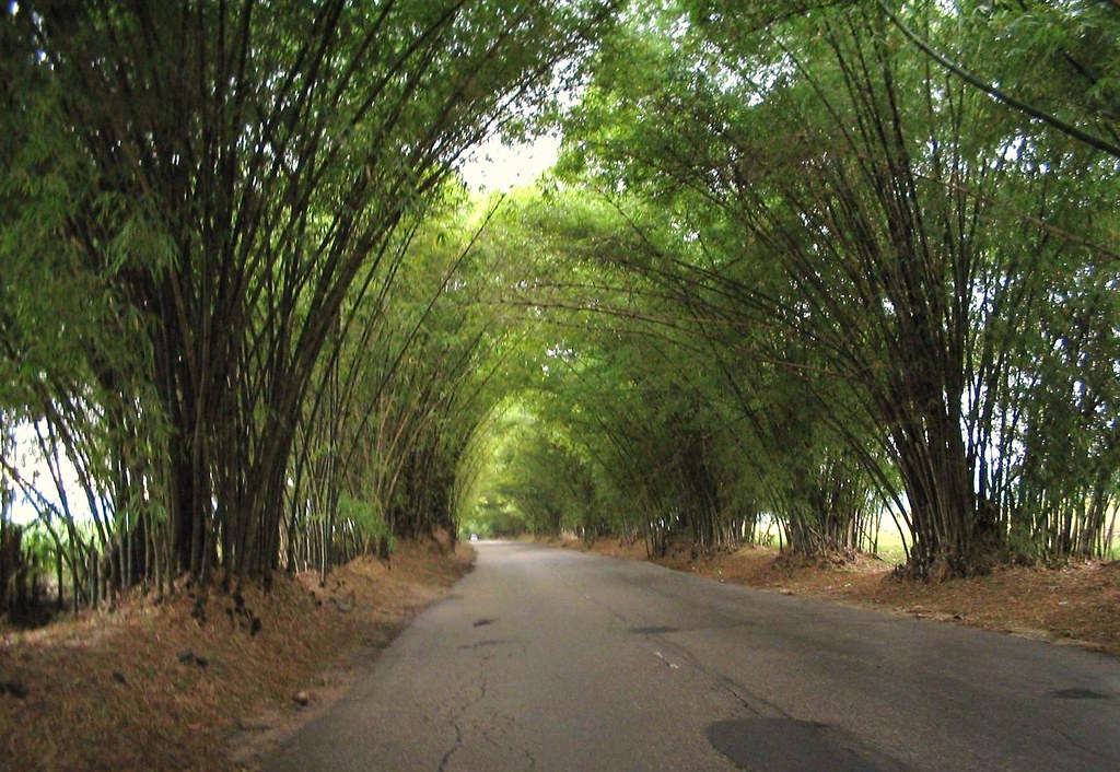 Bamboo Ave St. Elizabeth, Jamaica Bonita Jamaica Flickr