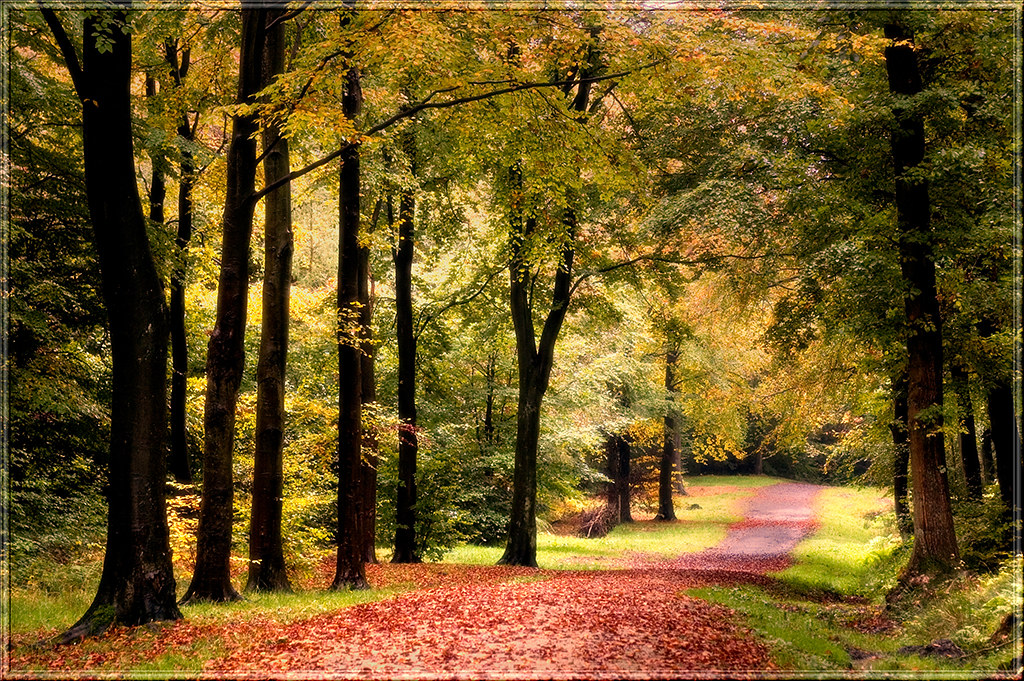 Chopwell Autumn boulevard One of the many wide paths thr… Flickr