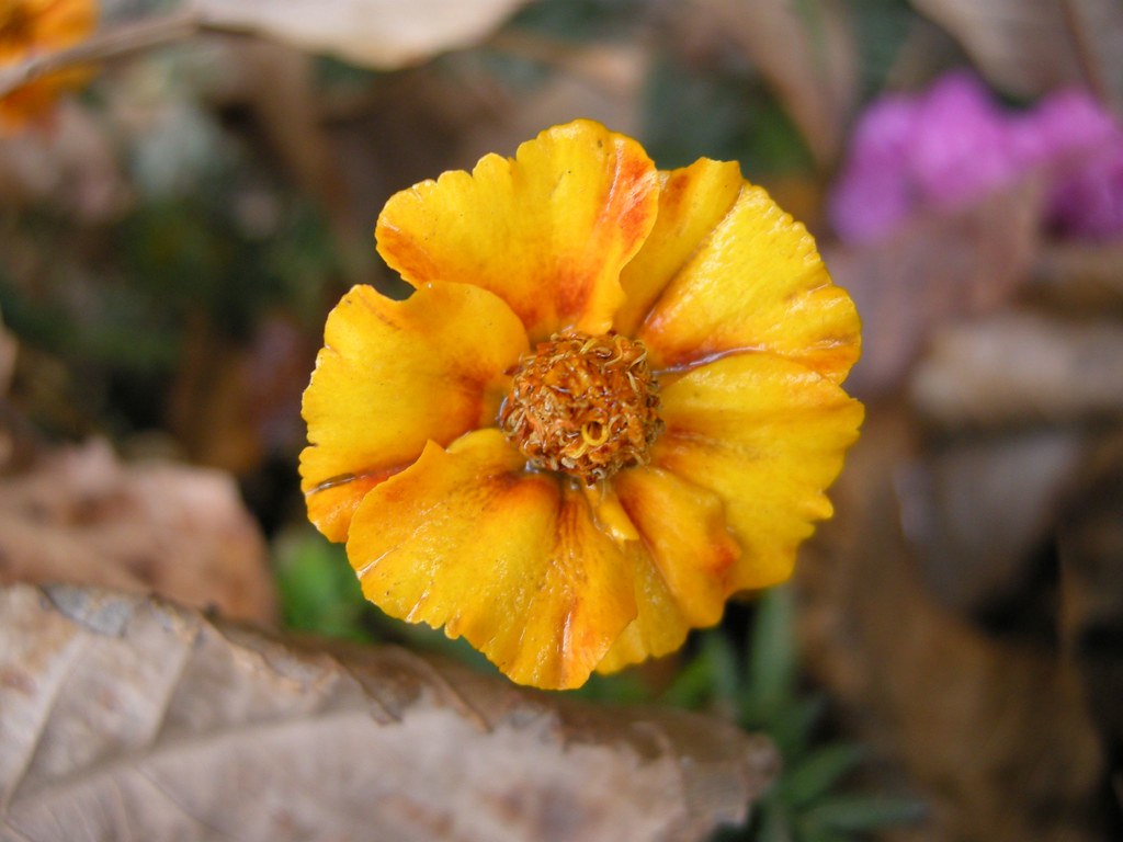 Flower, Herat, Afghanistan, 2007 Flower, Herat, Afghanista… Flickr