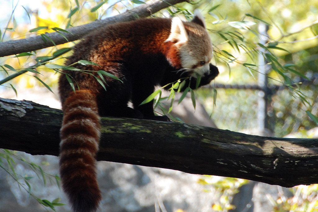 Red Panda Red pandas, which resemble raccoons, are about 4… Flickr