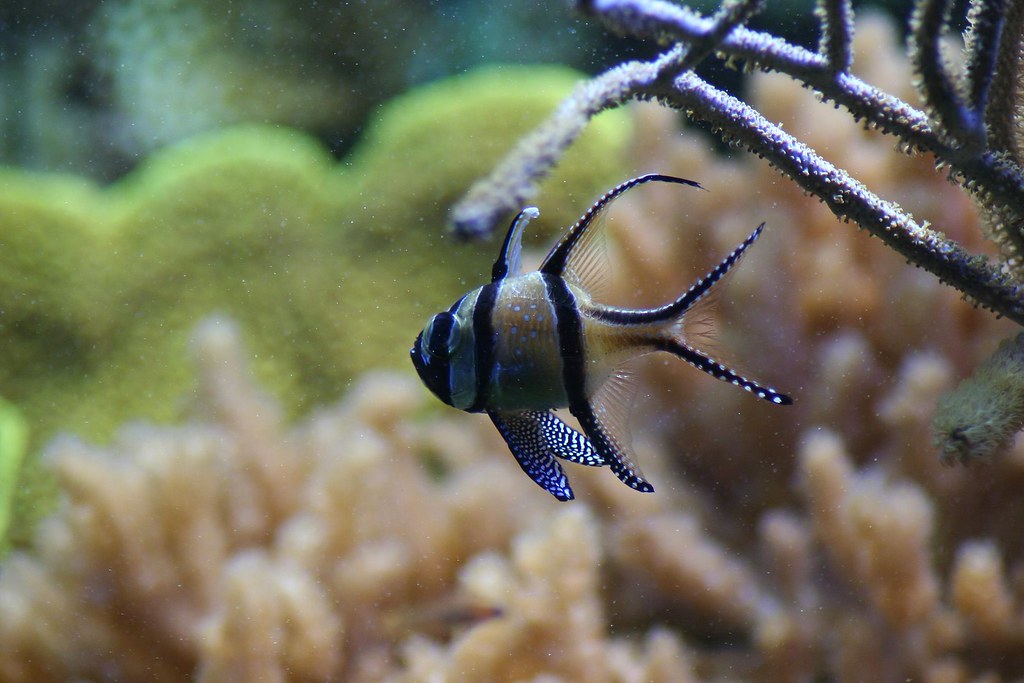 boston aquarium, little fish with big eye boston aquarium,… Flickr