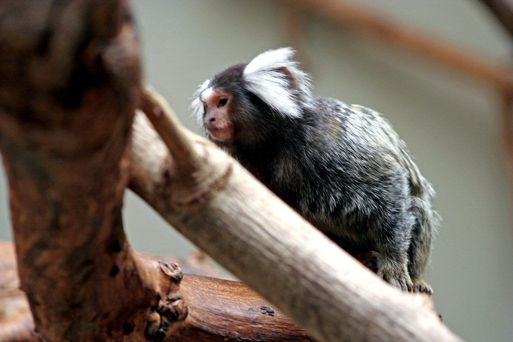 Singe Ouistiti à pinceau blanc Amérique du sud.Le ouistiti… Flickr