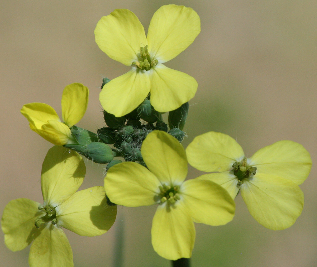 Erysimum Repandum (Spreading Wallflower) Looking for help … Flickr