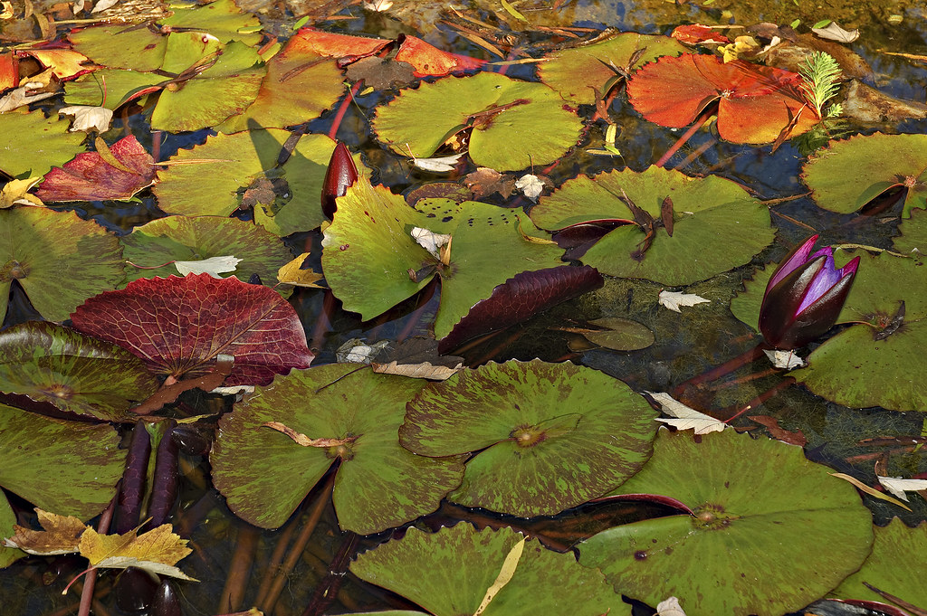 Lily Pads And Lotus Buds, Birmingham Zoo, AL 2007 Click on… Flickr