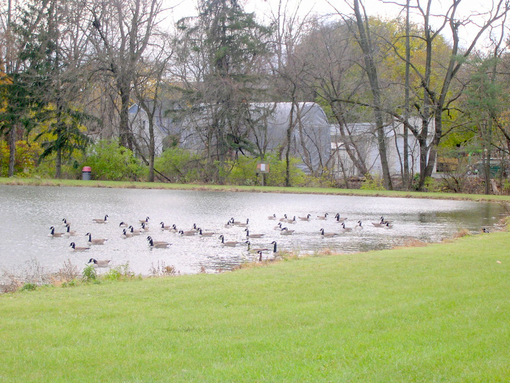 Geese on pond at Stockertown Rod and Gun Club Lefevre Road… Flickr