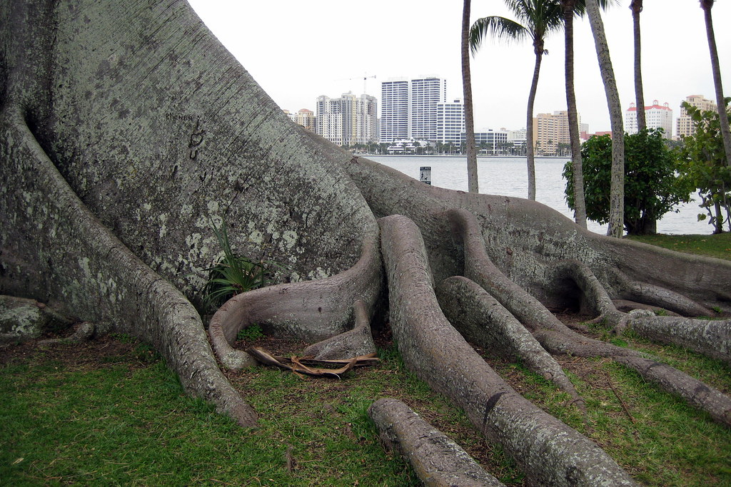 Flickriver wallyg's photos tagged with kapoktree