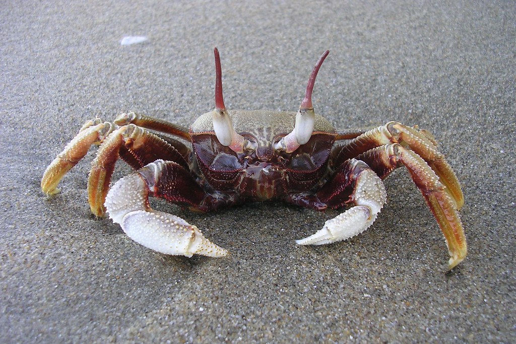 sad crab Taken at Pantai Irama, Bachok, Kelantan Ahmad