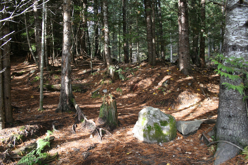 Lost Lake woods North American woods are so different from… Flickr
