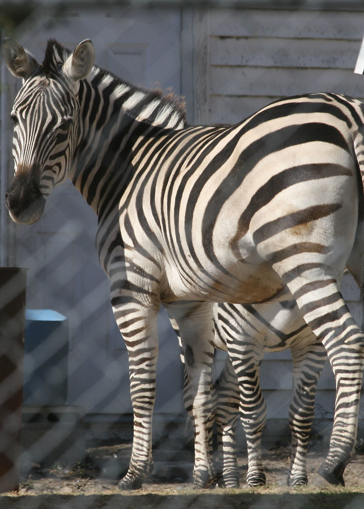 Zebra Dan He lives on Bud Wilson Road in Gastonia. I am to… Flickr