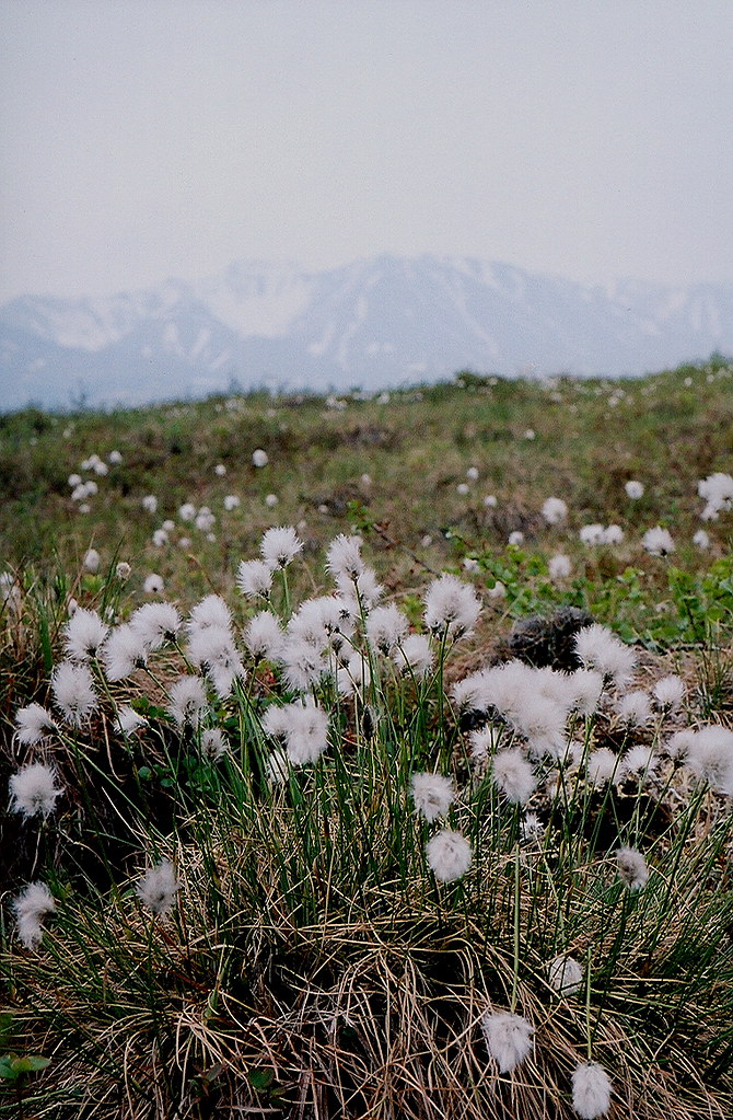 Cotton Grass Cotton Grass on the tundra near Denali Alaska… John