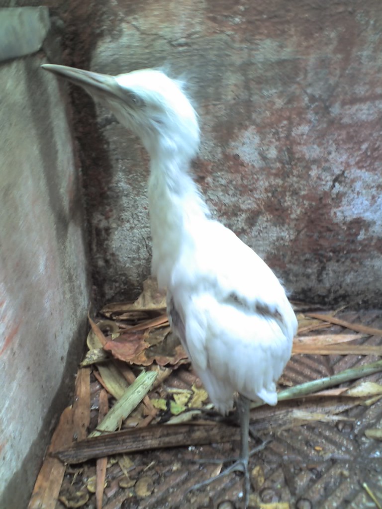 cutie pie taken by my sis...lovely bird.. Amu Flickr