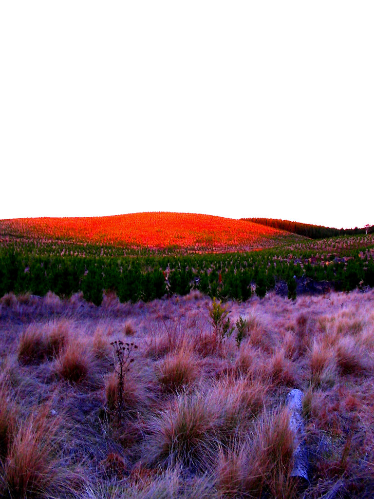 Sunny Corner 012A Sunny corner pine forest, NSW ToniLee Farlow