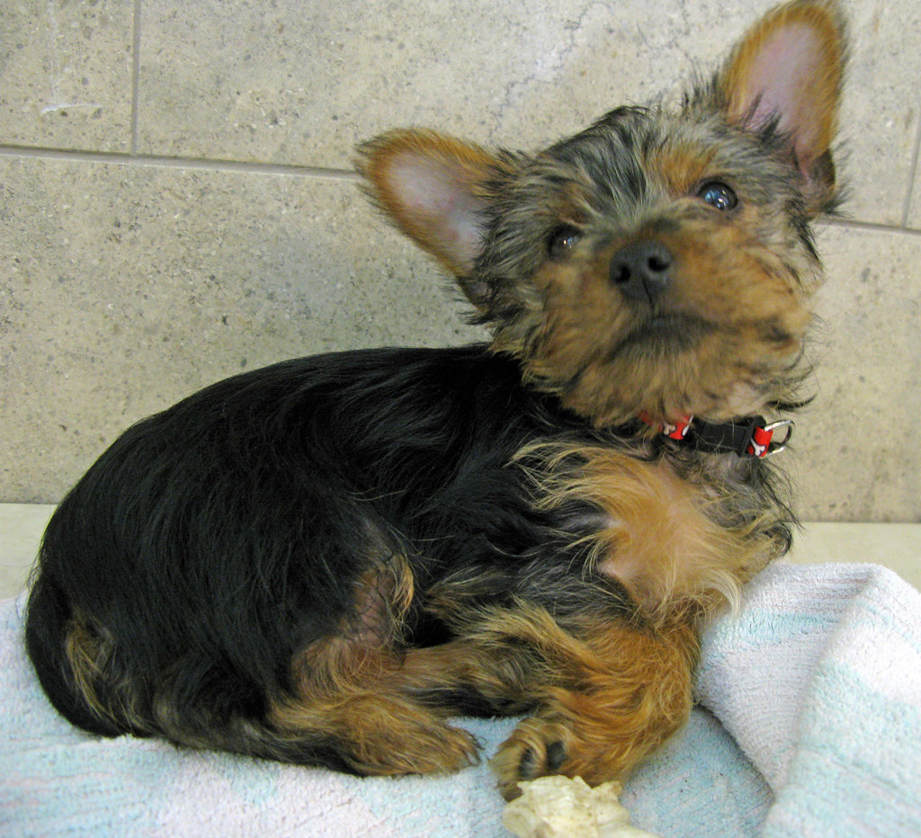 Waking Yorkie Spike is a nine week old Yorkshire Terrier w… Flickr