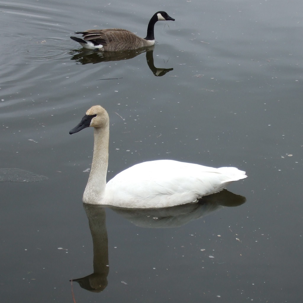 Trumpeter Swan & Canada Goose found along the Huron River … Flickr