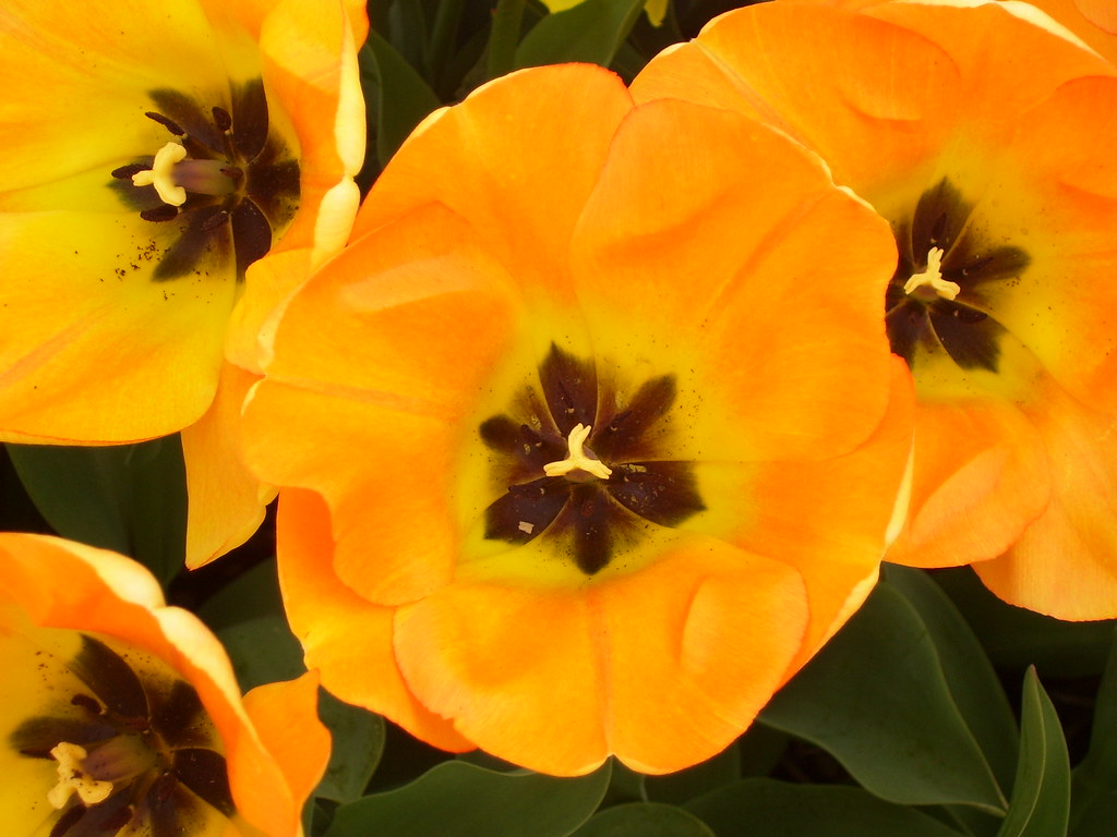 WoodBurn Tulip Festival Emma Loves you Flickr