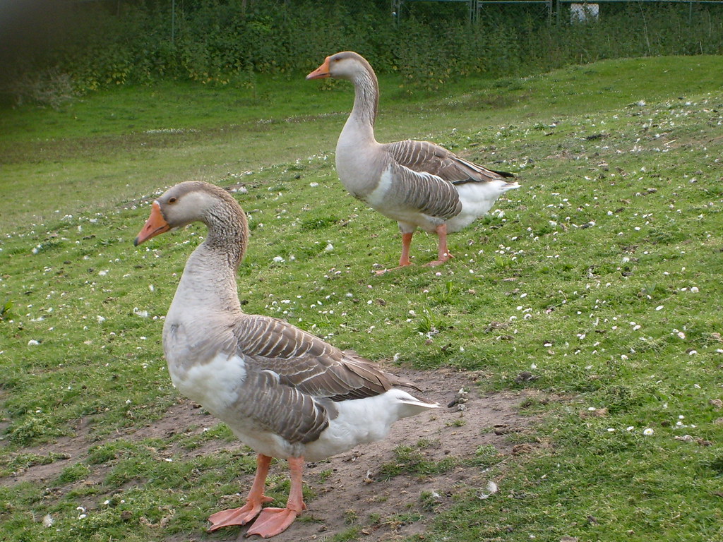 Geese What a bunch of posers Nic Flickr