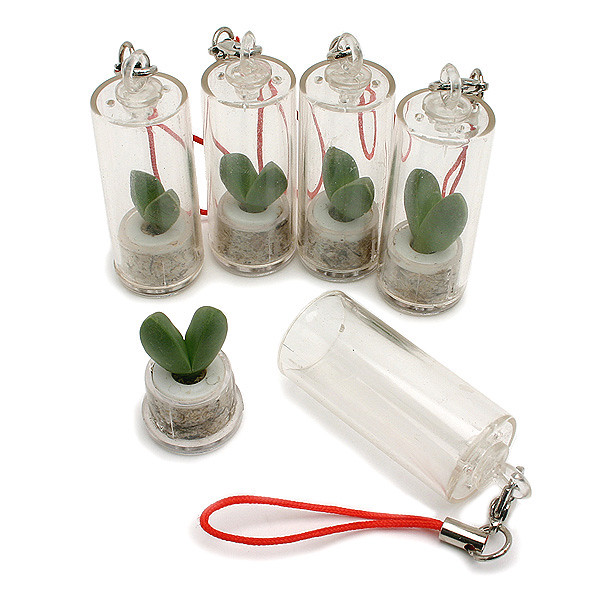 Keychain cactus plant (live) a photo on Flickriver