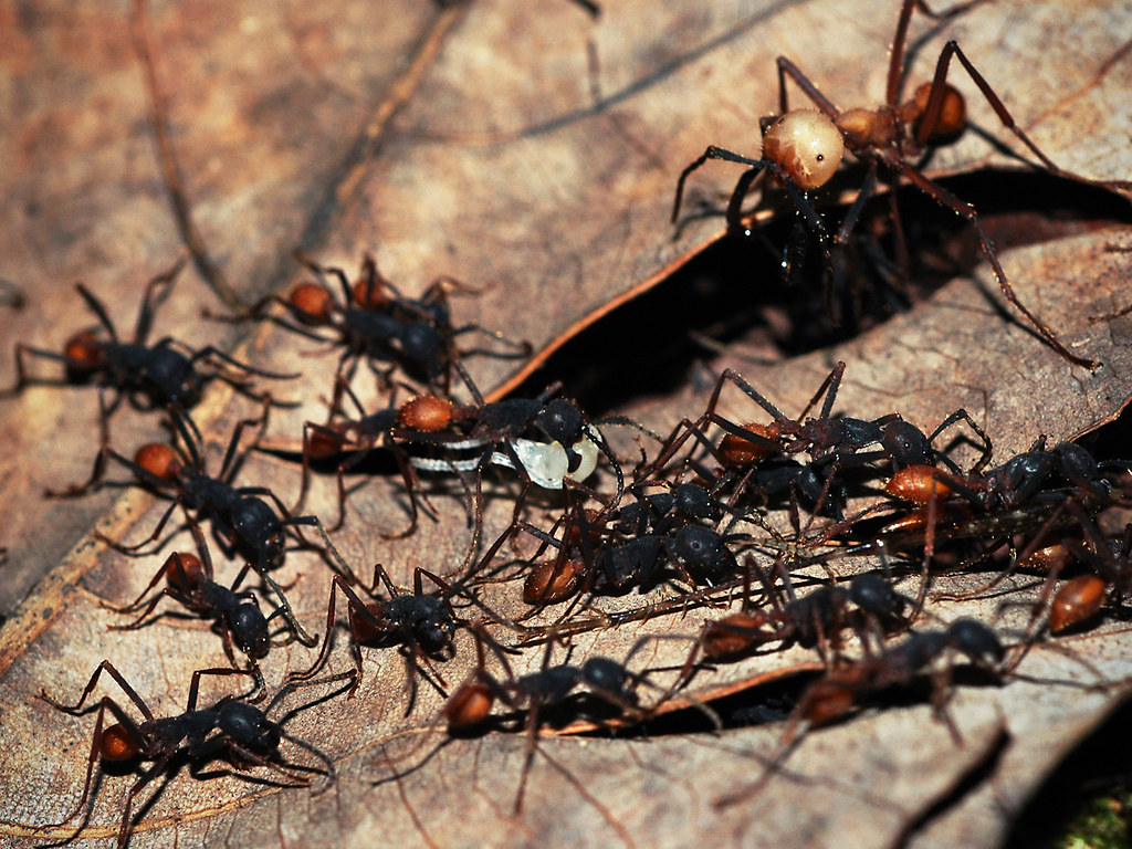 Army Ants On the Hunt Wild army ants with prey and guardin… Flickr