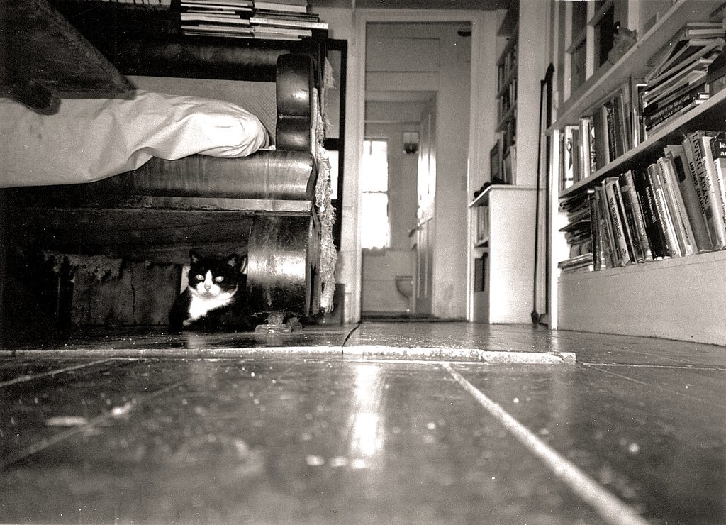Edward Gorey's Cats Yarmouth, Cape Cod. Taken the week of … Flickr