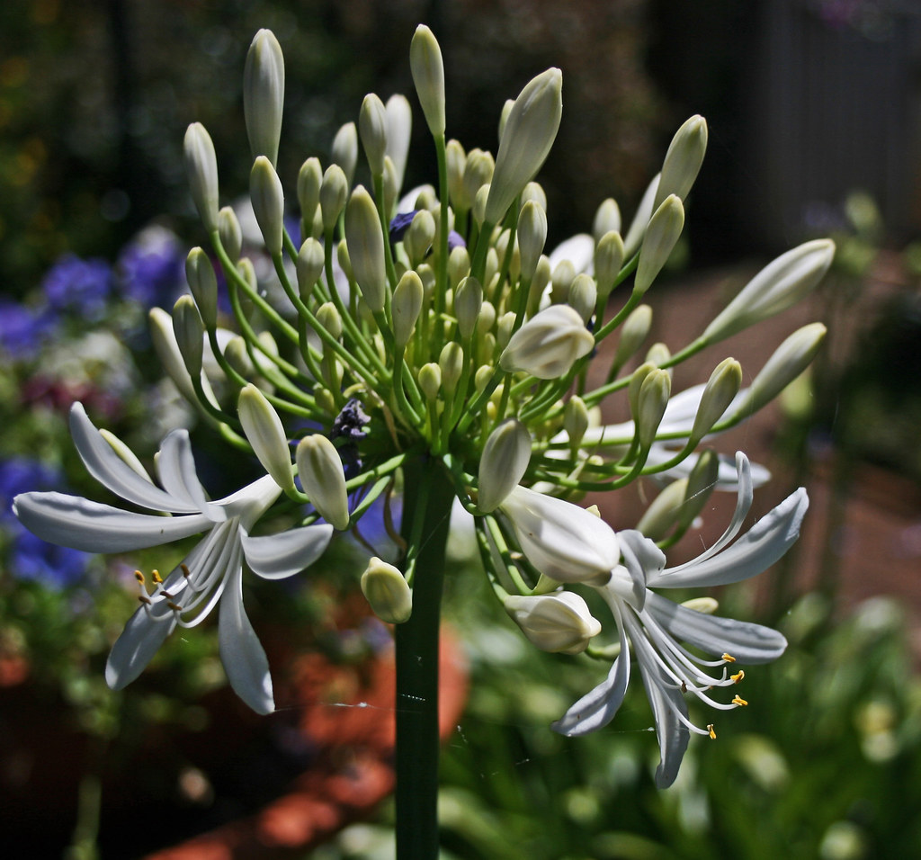 Flowers white Agapanthus Bob Shaw Flickr