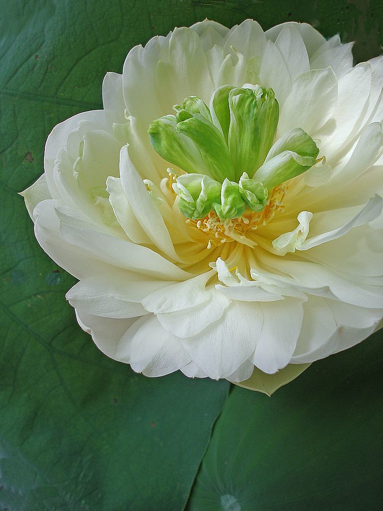 White lotus I know, I know.... I'm crazy about lotus flowe… Flickr