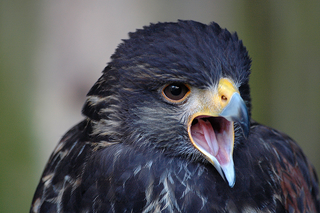What Does A Hawks Cry Mean at Quincy Gean blog