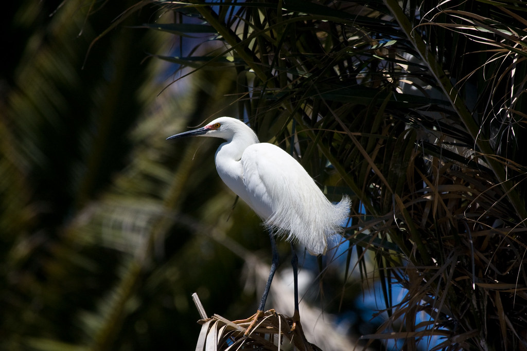 palo alto birds bloomsmay0820 Mike Rodriquez Flickr